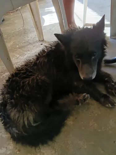 Eu gostaria de doar 2 pet, por não ter condições me mudei ,e o local não aceita pet