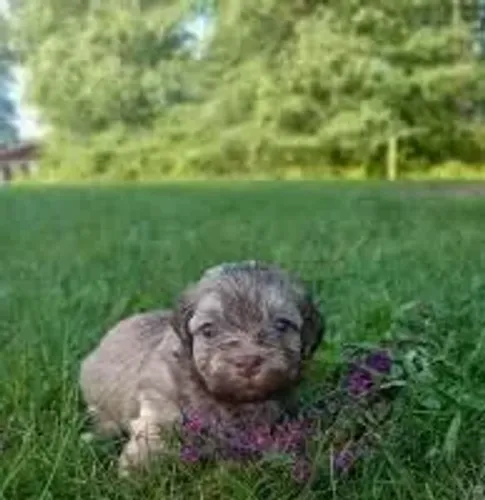 POODLE LOIRINHO Poodle mini femea 400
