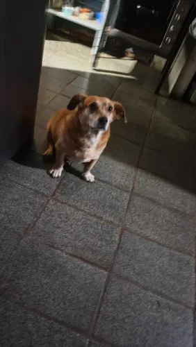 Cachorro
