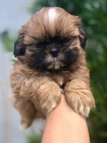Shihtzu lindíssimo 