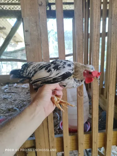 Galinho garnize jovem 