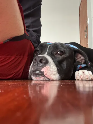 Cachorro para adoção
