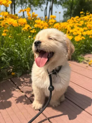 Golden Retriever - Alegria Que Contagia O Ambiente