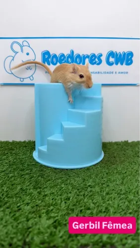 Gerbil/Esquilo da Mongólia (Roedores CWB) 