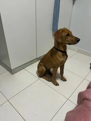 Filhote vira lata