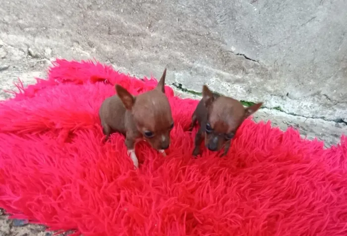 Vendo filhotes de pinscher zerinho