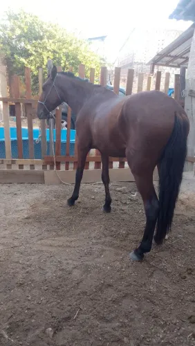 Potro de 1 ano e meio (aceito troca).