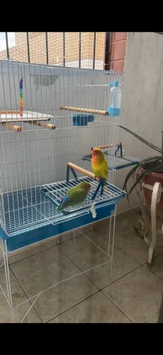 Gaiola grande
