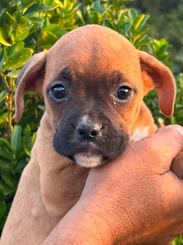 filhote de Boxer macho disponível 
