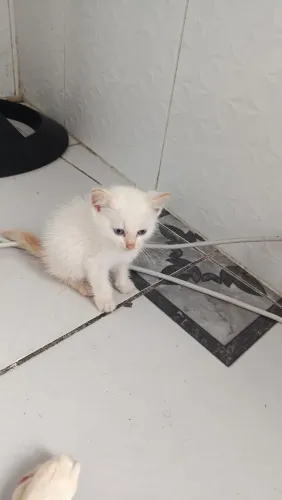 Gato