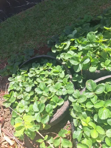 Vendo mudas de morango