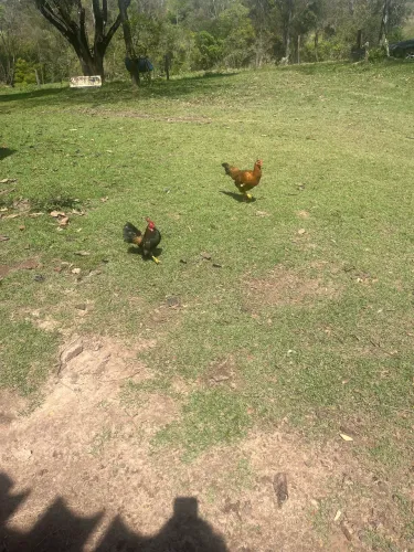 Mini galinhas