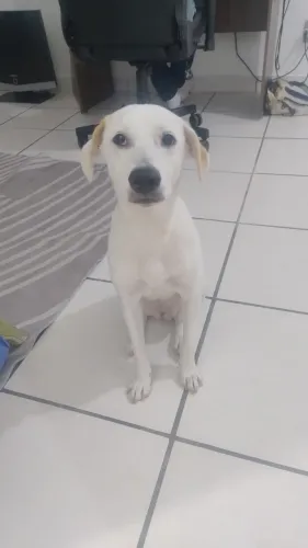 Cachorrinha perdida/achada no cachoeirinha