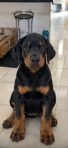 Filhote de Doberman europeu macho
