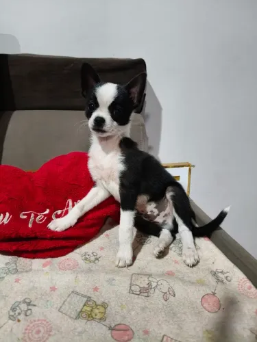 Chihuahua macho