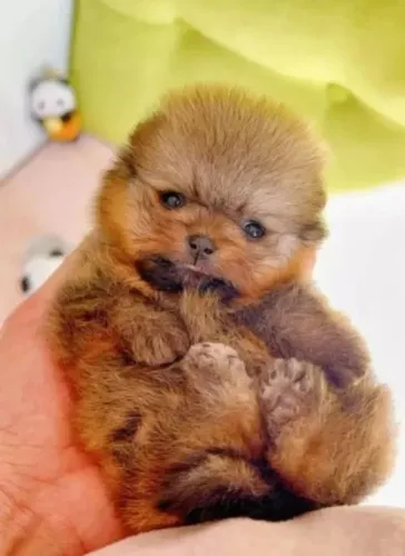 Lulu da Pomerania Chocolate Machinho
