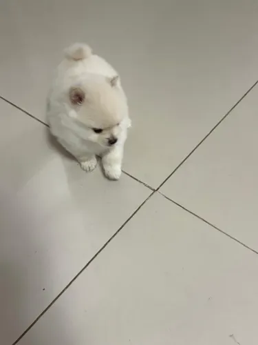 Vendo Lulu da pomerania