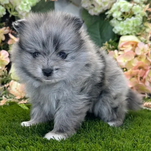 Spitz Alemão | Quer garantir essa fofura? Me chama no WhatsApp 