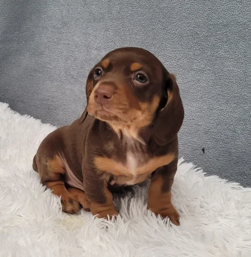 Daschund machinho, 