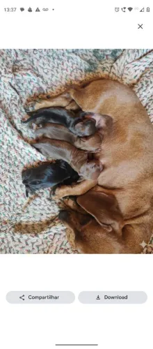 Filhotes de dachshund ,basset