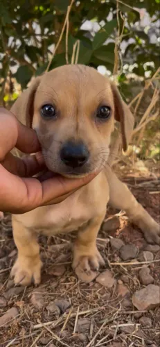 Vendo filhotes de dachshund vulgo salsichinha/cofap