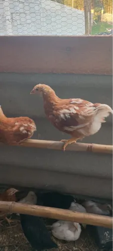 Galinha Poedeira
