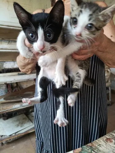 Gatos ara adoção 