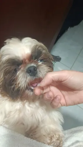 Vender, cachorro Shitzu