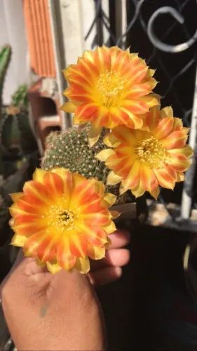 Cactos ?  raros para vendas 