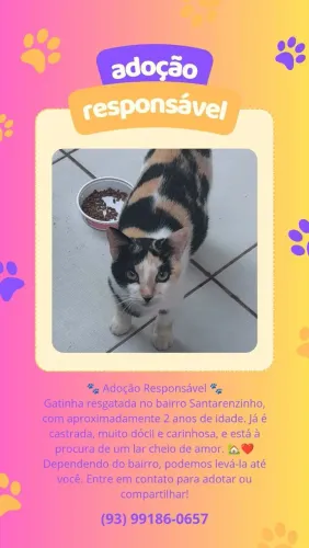 Gatinha Castrada disponível para adoção responsável 