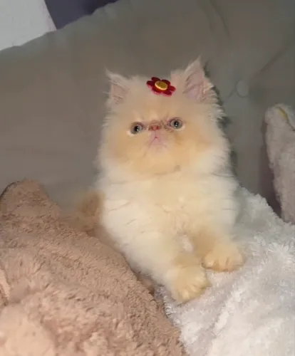 Gatinhos persas lindos com kit grátis 