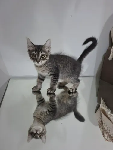 Doação Responsável de Gatinho Filhote