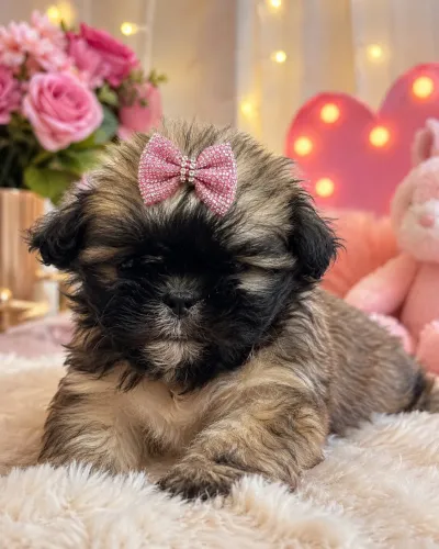 Sua melhor companhia! Filhote de lhasa apso fêmea 