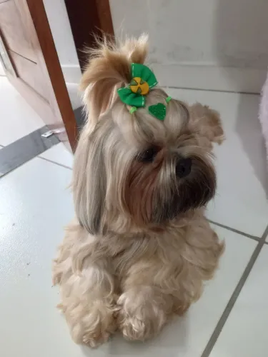 Shitzu para cruzar 
