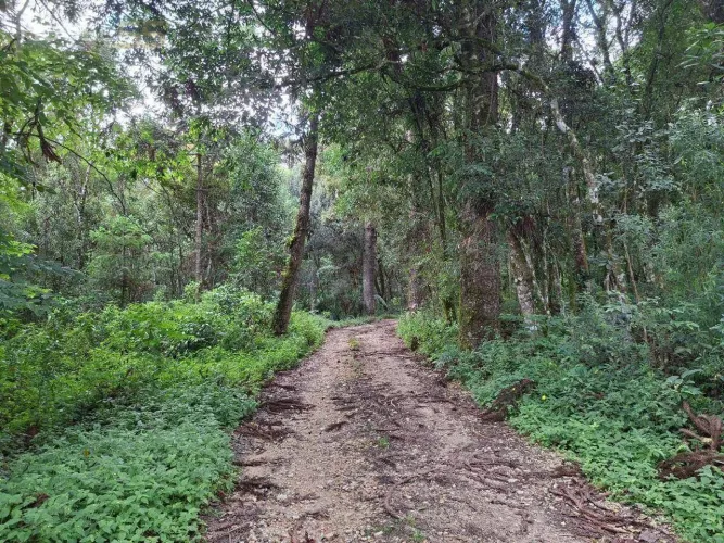 Área à venda, 20000 m² por R$ 300.000,00 - Centro (Bateias) - Campo Largo/PR