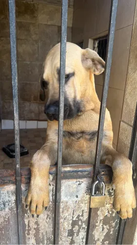 Filhote de Fila brasileiro
