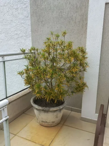 Dracena-reflexa 
