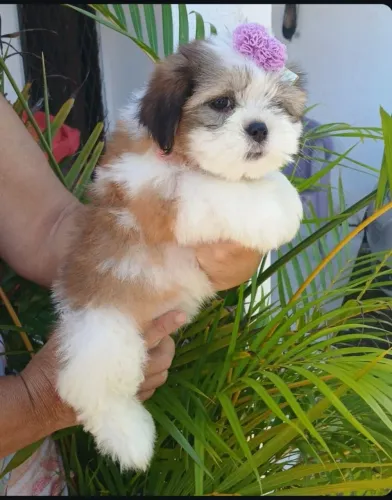 Filhote Lhasa apso