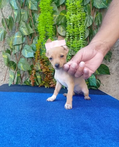 Pinscher Amigo de bolso com muito amor pra dar