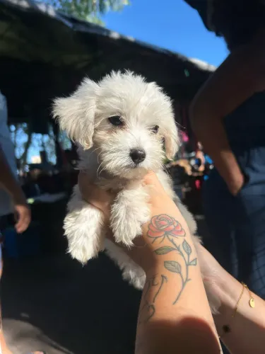 Poodle toy