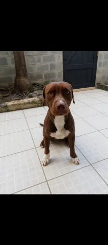 Cachorro Fêmea 