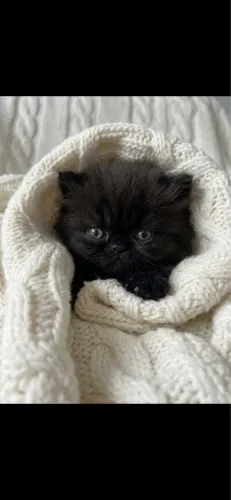 Gato persa