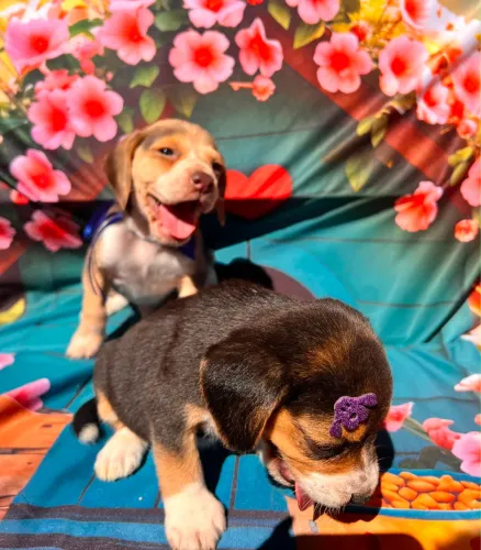 Beagle pedigree entrego hoje
