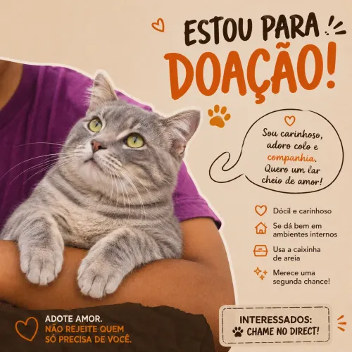Doa-se gatinho cinza 