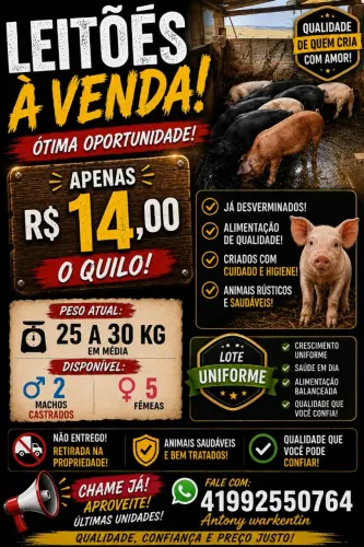 Leitão a venda
