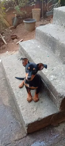 Animal