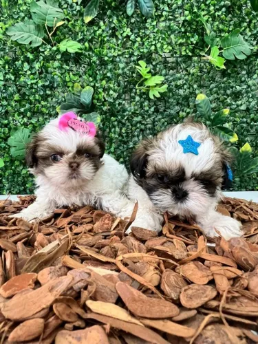 Shih Tzu
