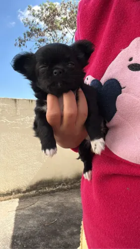 Filhote Chihuahua Machinho - 60 dias ?