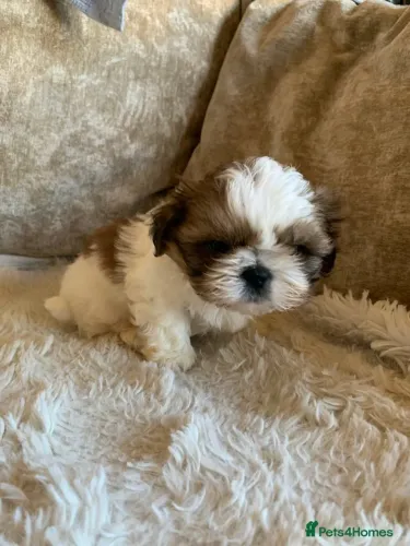 Bebezinho shih tzu/shitzu com saúde e procedência garantida dócil