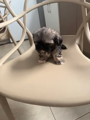 Filhote de Shihtzu